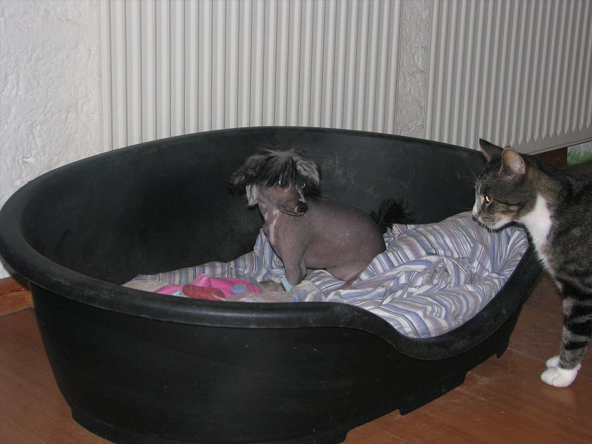 Chinese crested hårløs Holly billede 15