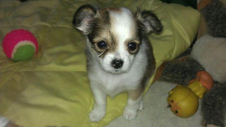 Chihuahua bella billede 4