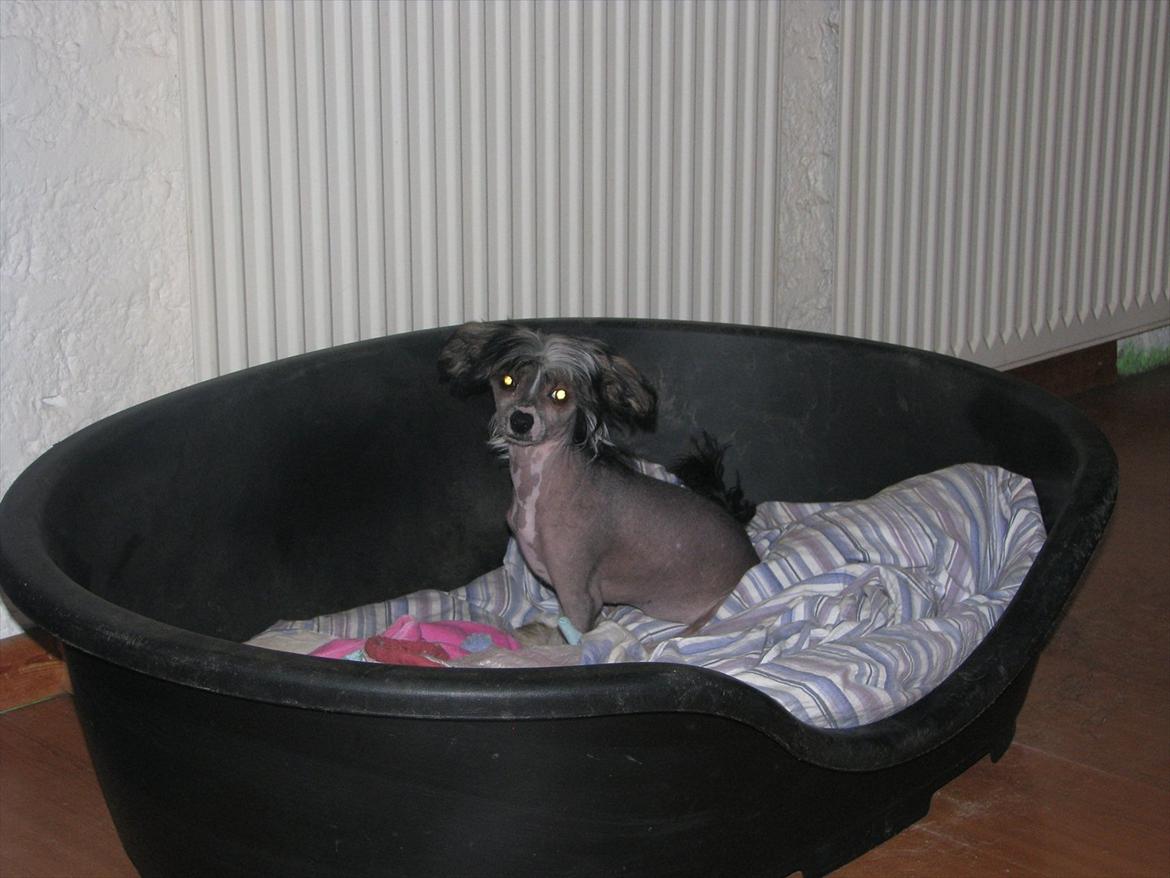 Chinese crested hårløs Holly billede 16