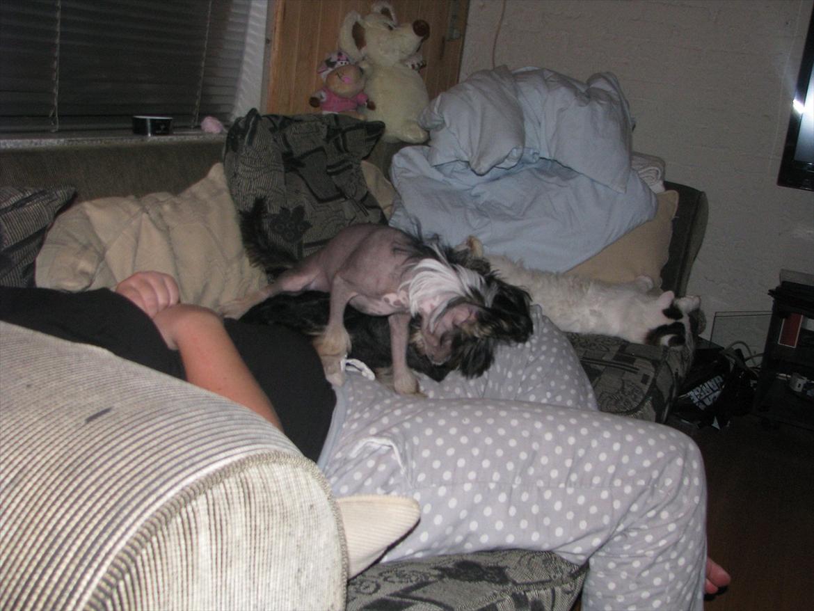 Chinese crested hårløs Holly billede 17