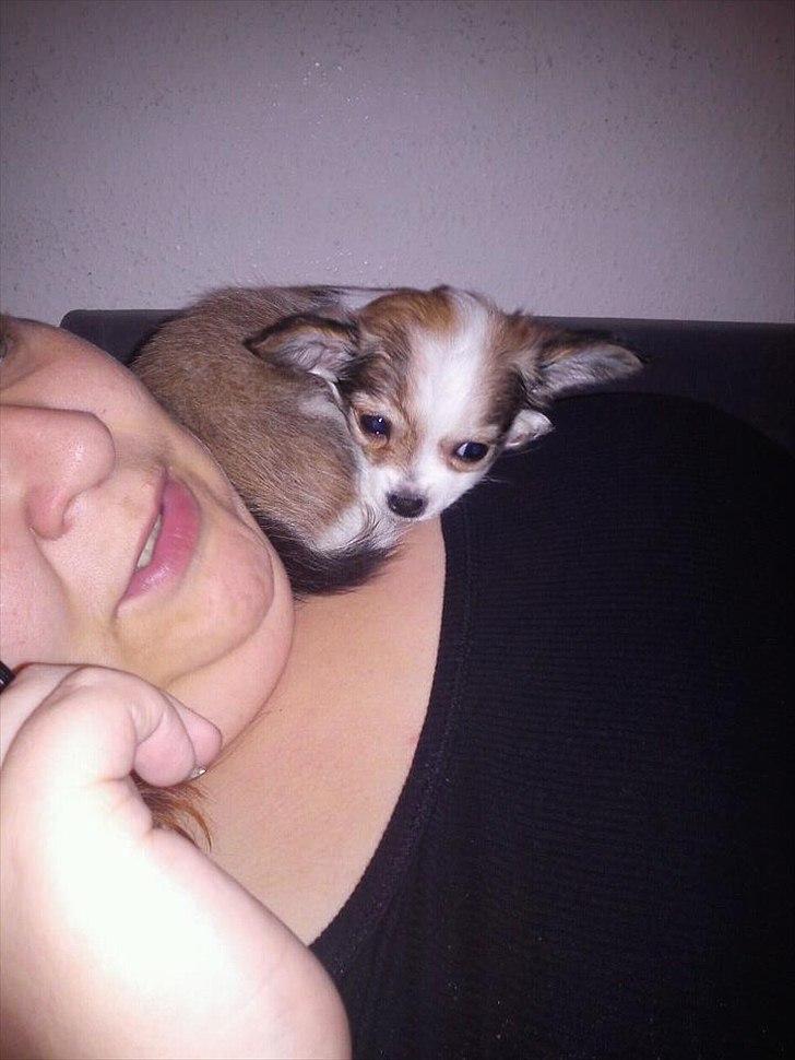 Chihuahua bella billede 5