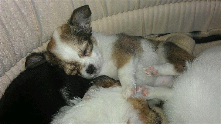 Chihuahua bella billede 6