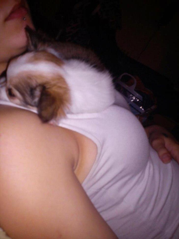 Chihuahua bella billede 7