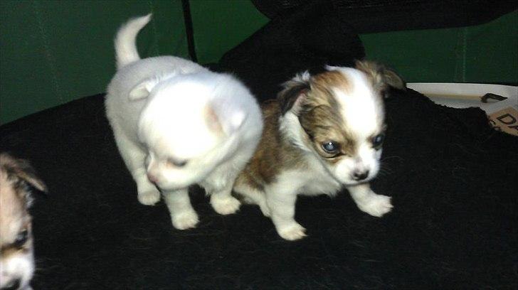 Chihuahua bella billede 8