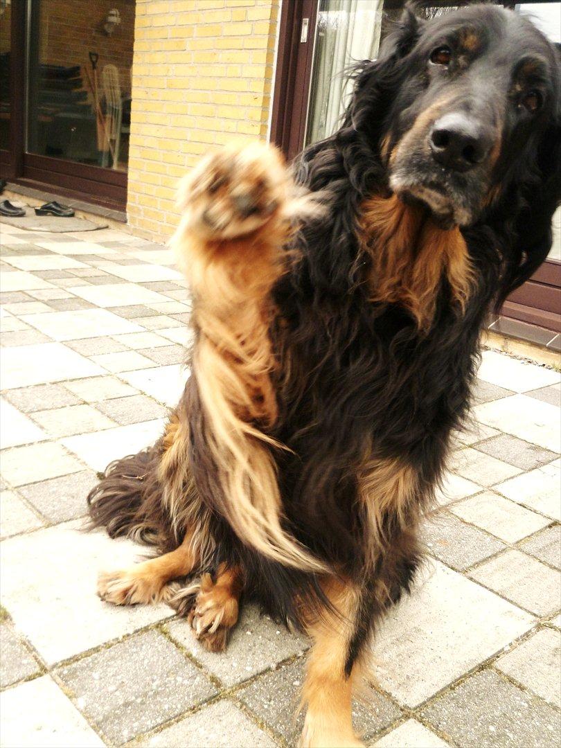 Hovawart Menia billede 8