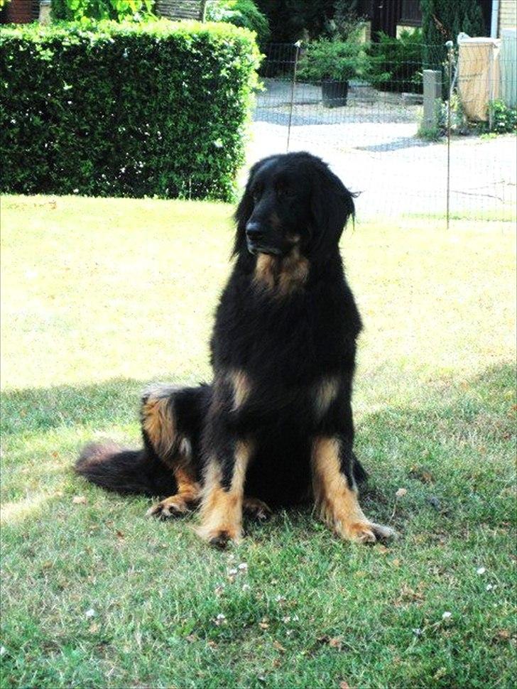 Hovawart Menia billede 9