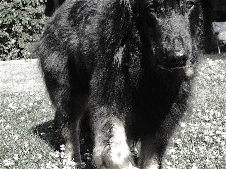 Hovawart Menia billede 10