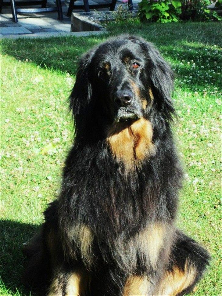 Hovawart Menia billede 11