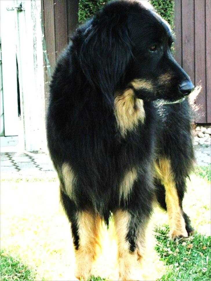 Hovawart Menia billede 12