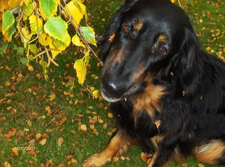 Hovawart Menia billede 13