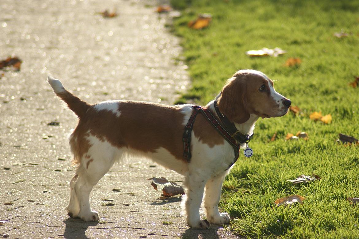 Blanding af racer Bubbi billede 12