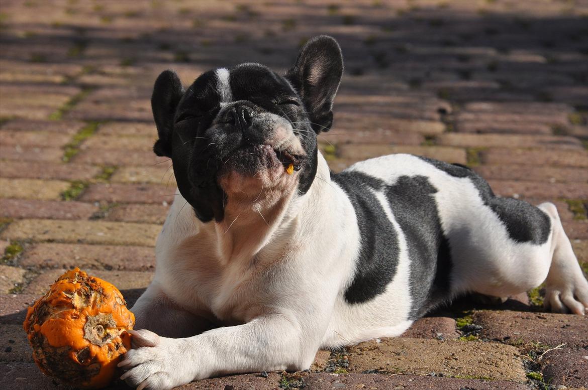 Fransk bulldog Filuca - Uhmmm skønt med hjemmedyrket græskar (behøver jeg sige at Filuca-tyven var den eneste der smagte...) billede 15