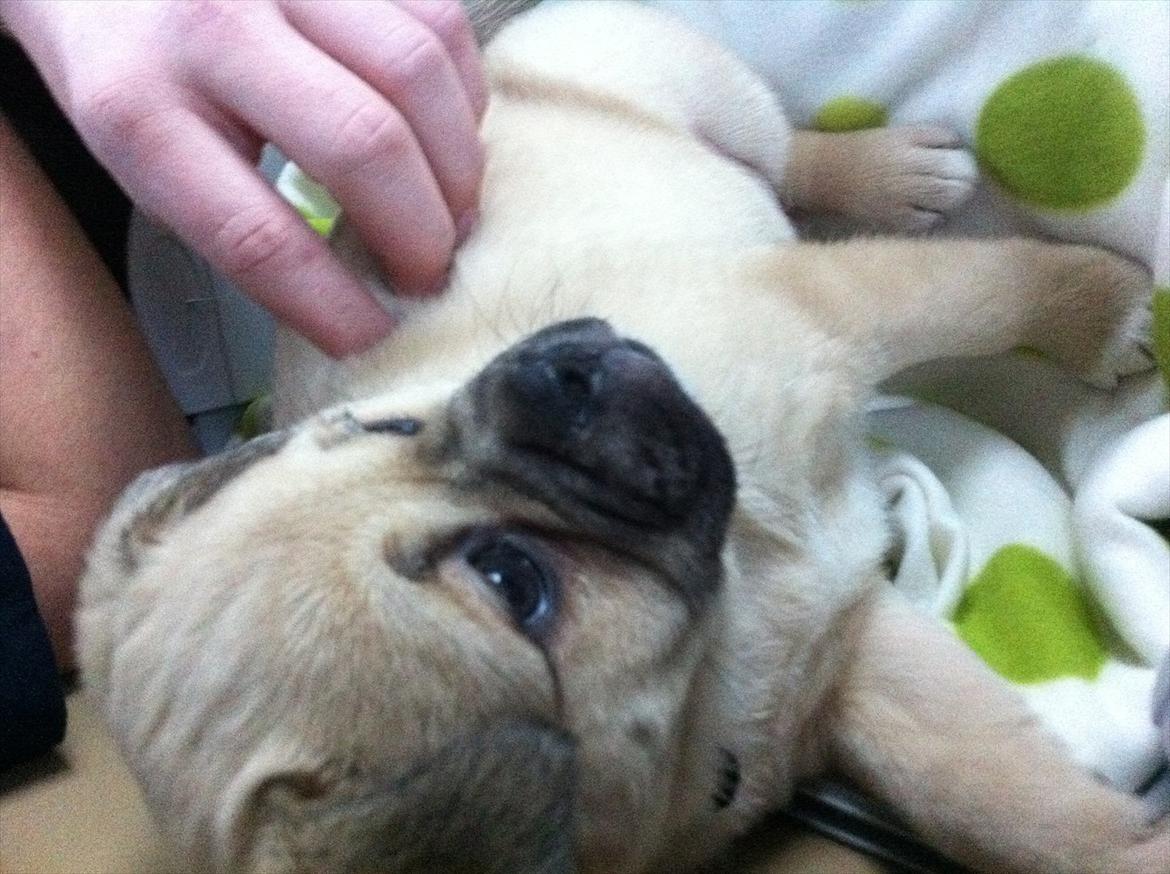 Blanding af racer Noomi - I bilen på vej hjem da vi havde hentet hende. I hvor bliver de dog hurtigt store! billede 1