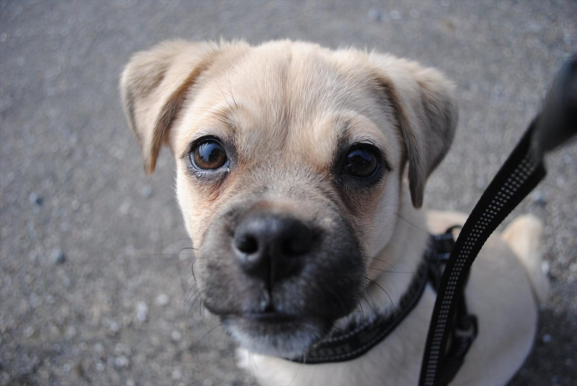 Blanding af racer Noomi - Absolut favorit billede af Noomi billede 11