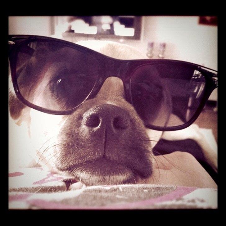 Blanding af racer Noomi billede 12