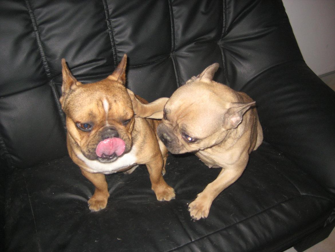 Fransk bulldog Bella <3  - Bellas far (Eliot) og mor (Mandy :-) billede 15