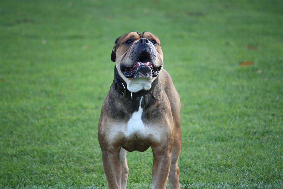 Olde english bulldogge Milo billede 11
