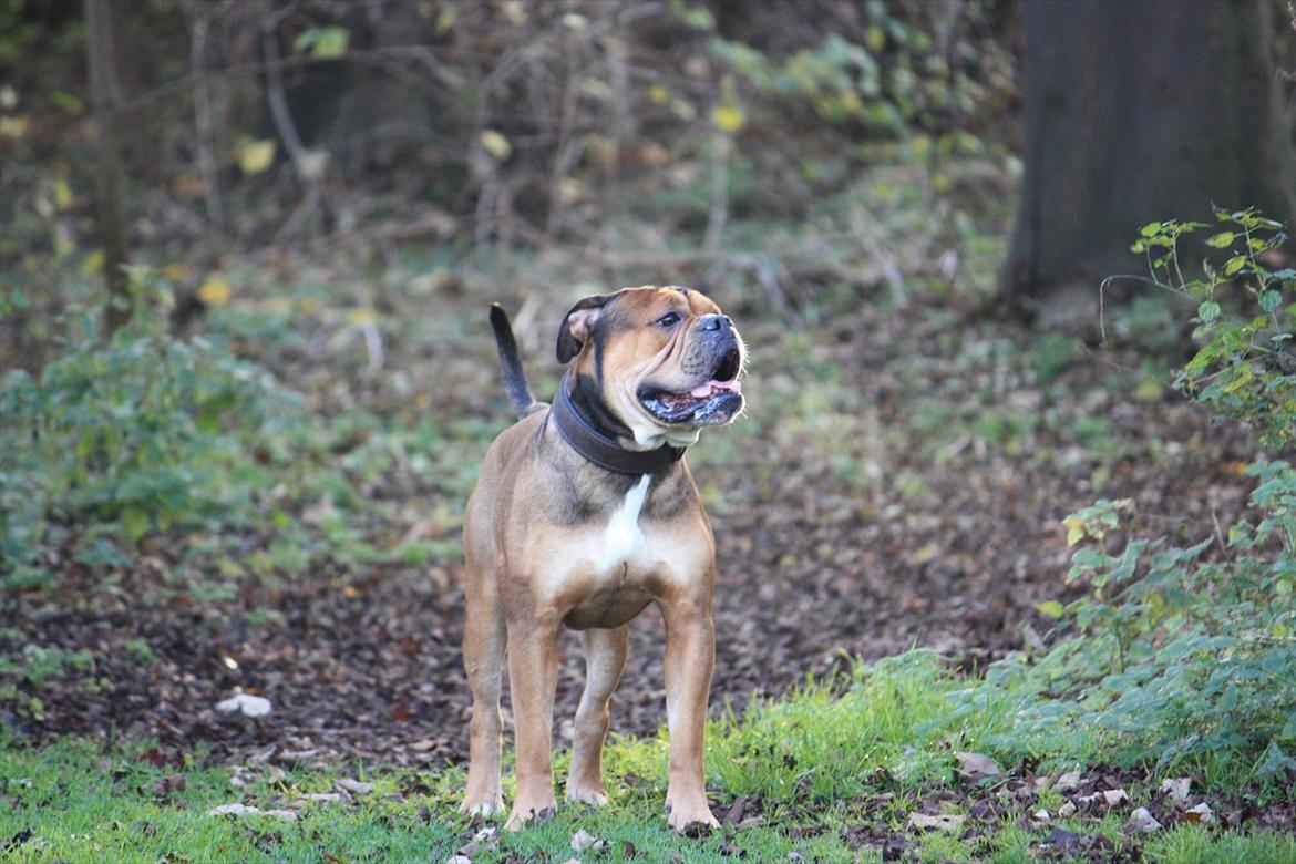 Olde english bulldogge Milo billede 12