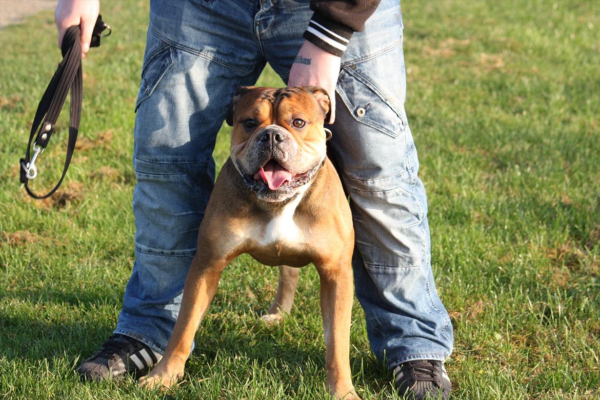 Olde english bulldogge Milo billede 13