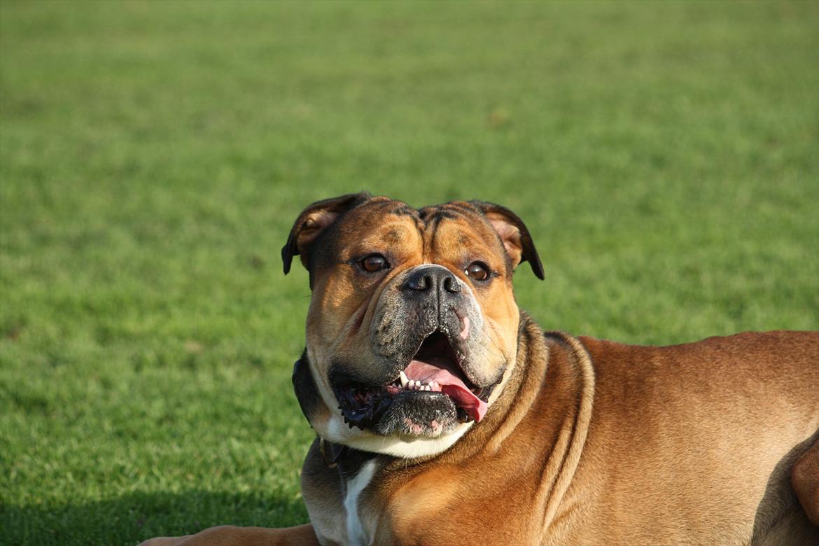 Olde english bulldogge Milo billede 14