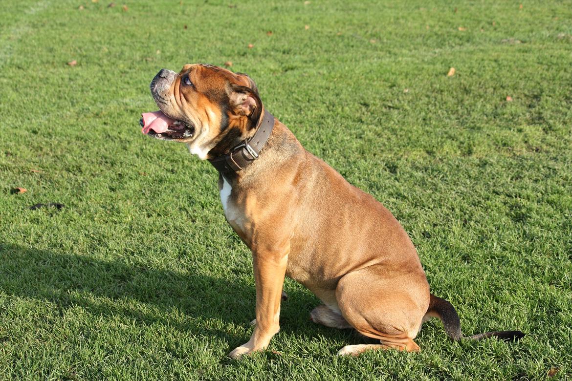 Olde english bulldogge Milo billede 15