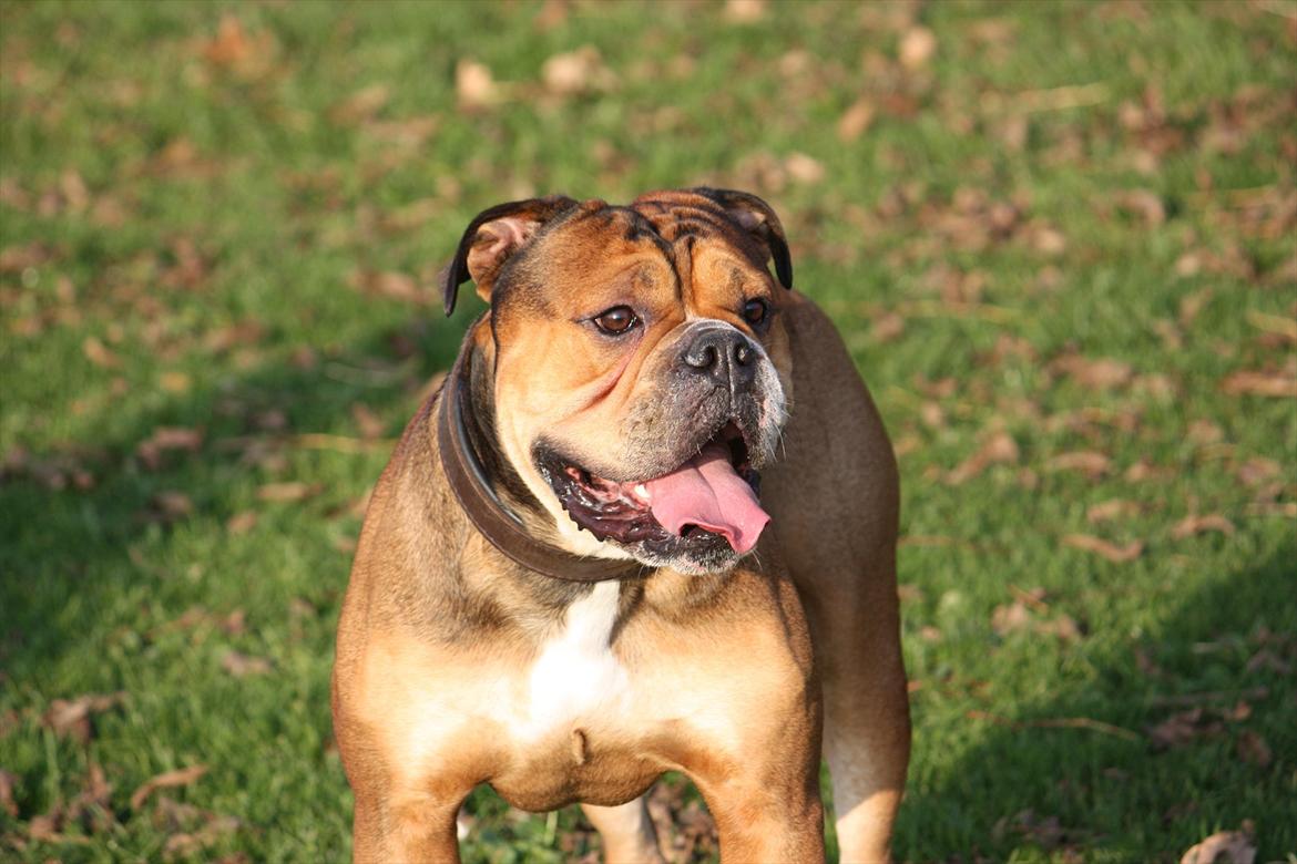 Olde english bulldogge Milo billede 16