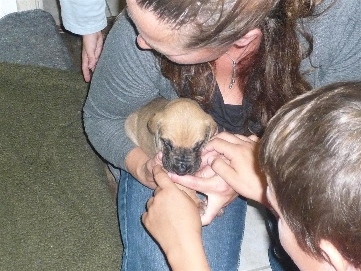 Grand danois Marmaduke RIP - Marmaduke 20 dage.. billede 1