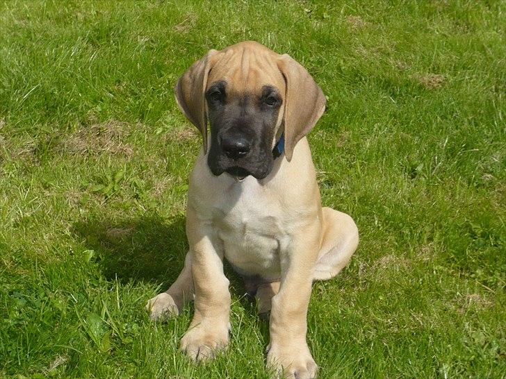 Grand danois Marmaduke RIP billede 2