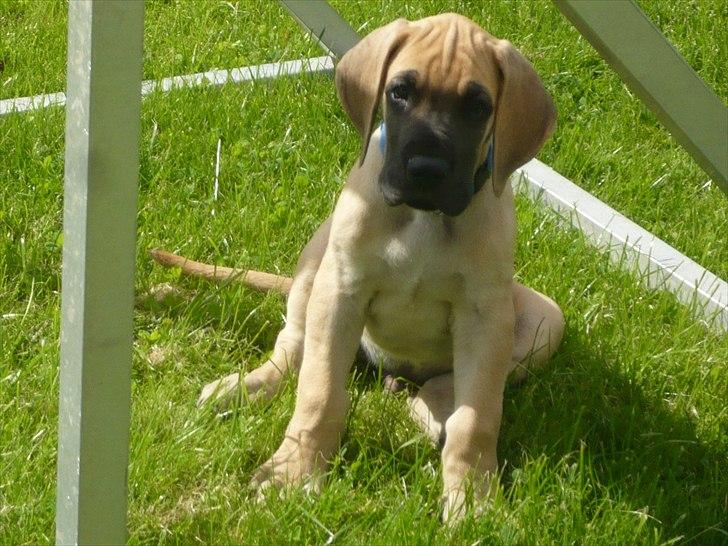 Grand danois Marmaduke RIP billede 3