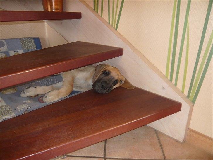 Grand danois Marmaduke RIP - Marmaduke tager sig en lur... billede 4