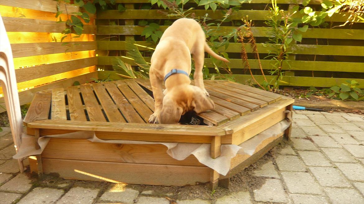 Grand danois Marmaduke RIP - Marmaduke prøver på at komme i sandkassen.:-) billede 5