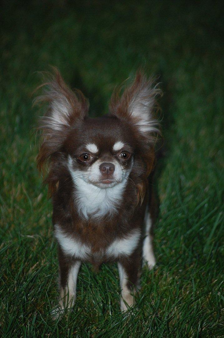 Chihuahua Ravns Begonie ~ Brusse billede 2