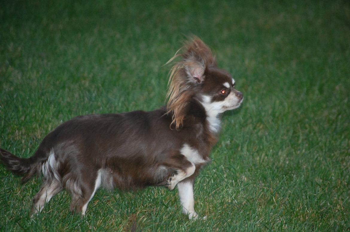 Chihuahua Ravns Begonie ~ Brusse billede 3