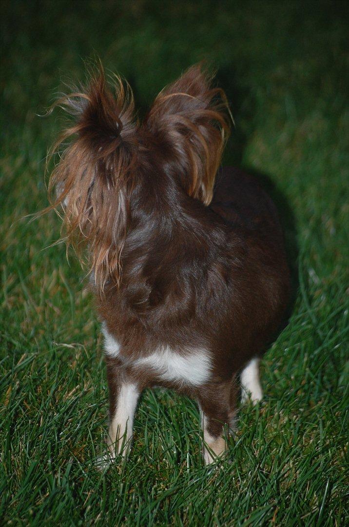 Chihuahua Ravns Begonie ~ Brusse billede 4