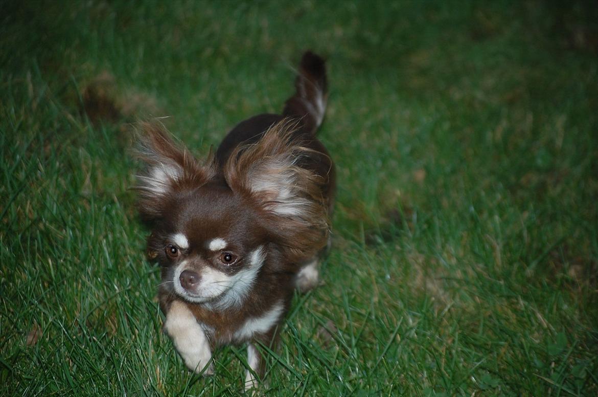 Chihuahua Ravns Begonie ~ Brusse billede 5