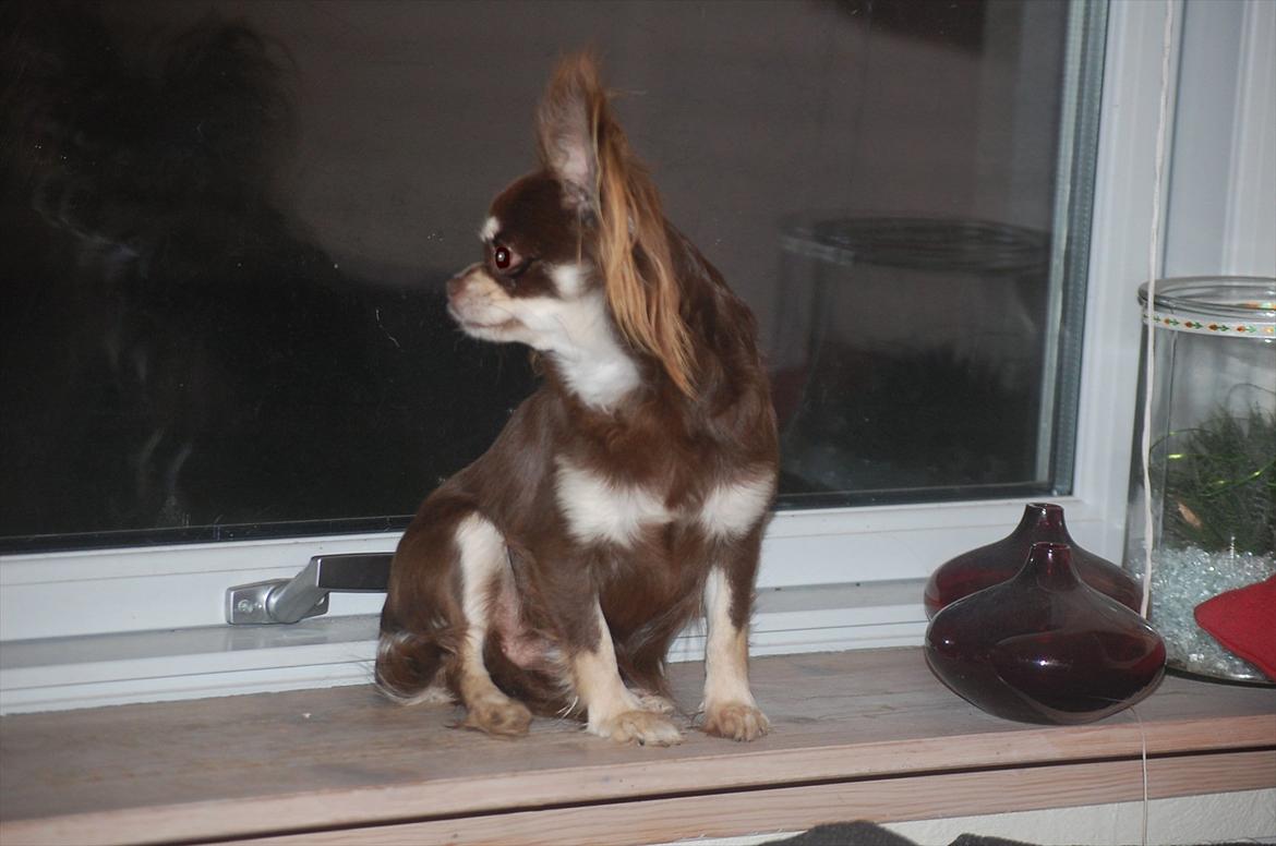 Chihuahua Ravns Begonie ~ Brusse billede 6