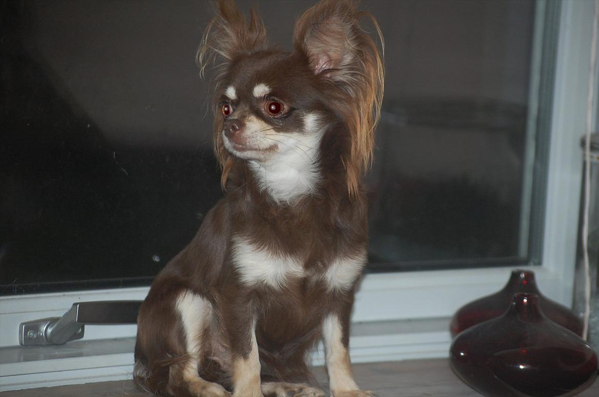 Chihuahua Ravns Begonie ~ Brusse billede 7