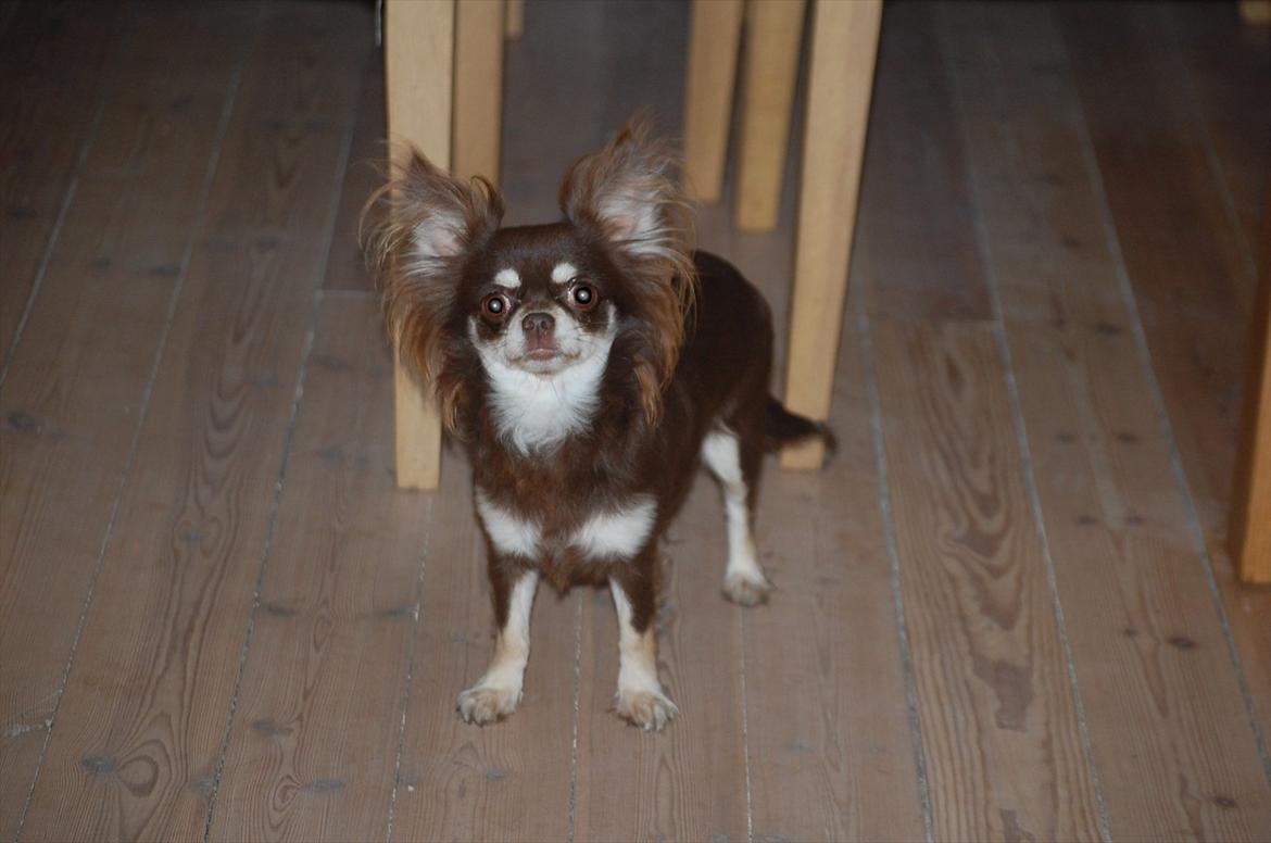 Chihuahua Ravns Begonie ~ Brusse billede 8