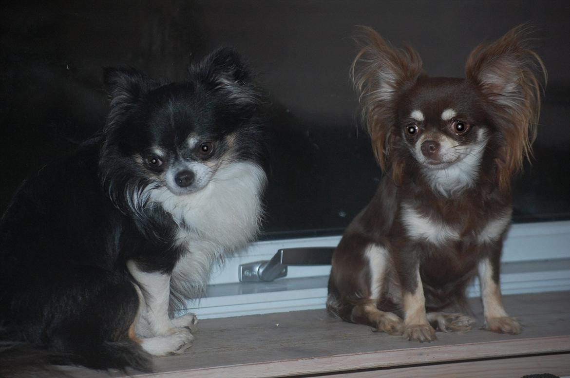 Chihuahua Ravns Begonie ~ Brusse billede 9