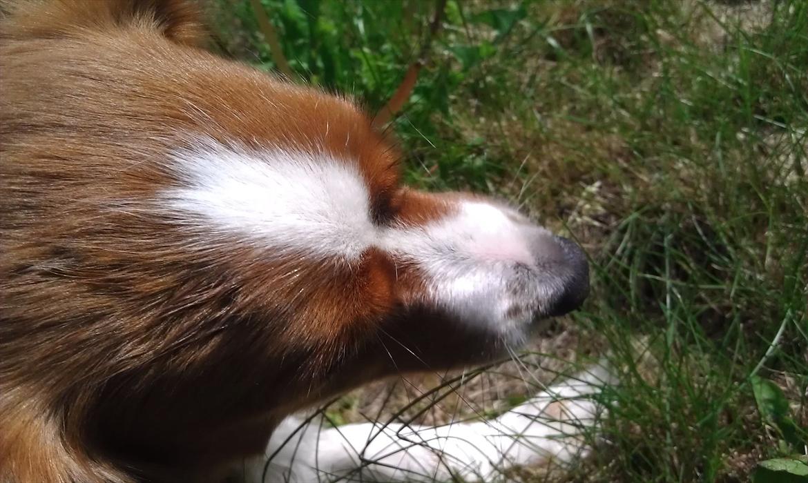 Kooikerhondje Vixen Falcke Cavaya Zahwa (Yatzy) billede 1