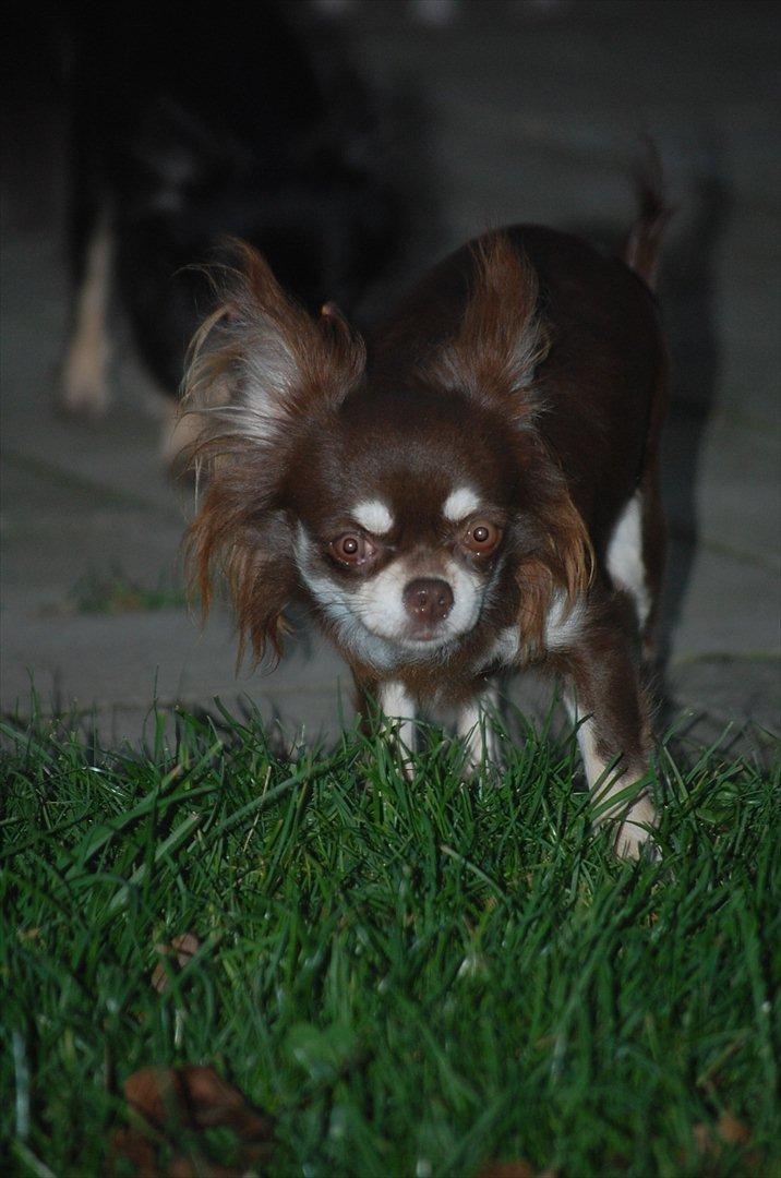 Chihuahua Ravns Begonie ~ Brusse billede 10