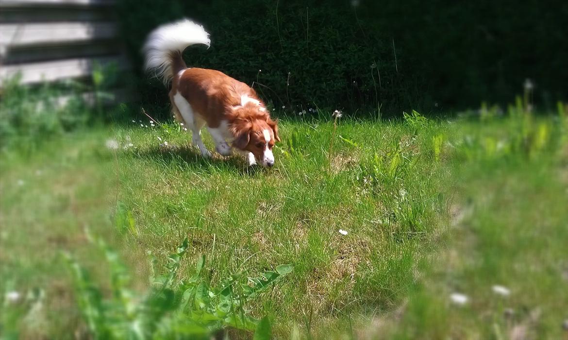 Kooikerhondje Vixen Falcke Cavaya Zahwa (Yatzy) billede 2