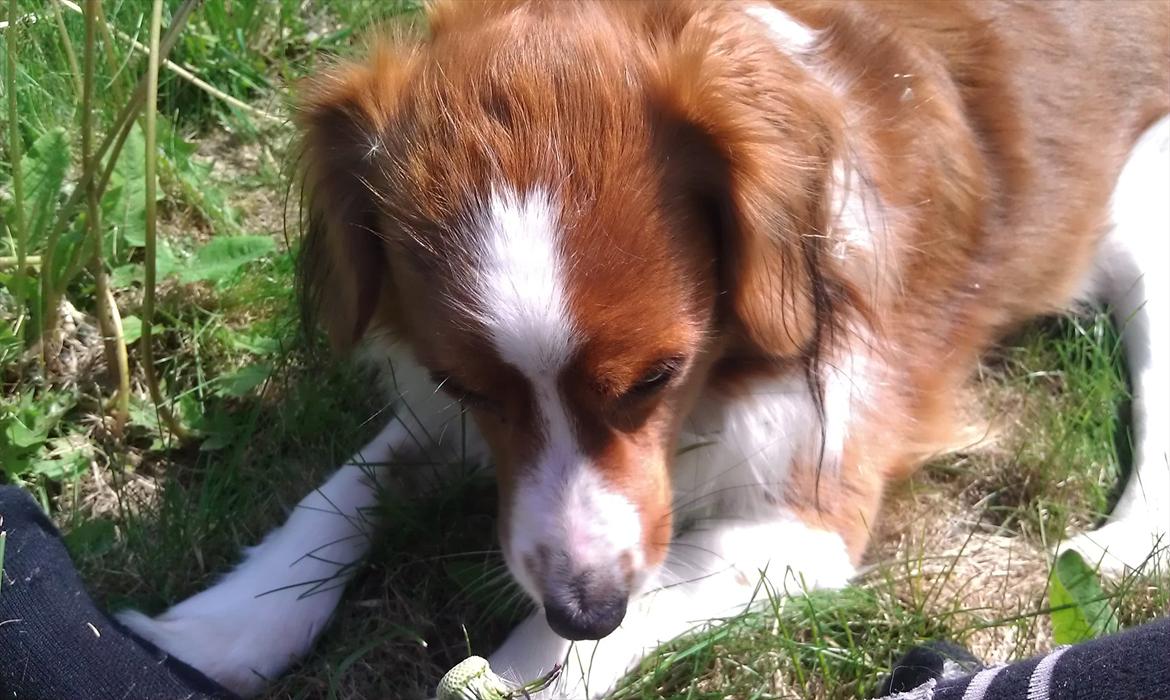 Kooikerhondje Vixen Falcke Cavaya Zahwa (Yatzy) billede 3
