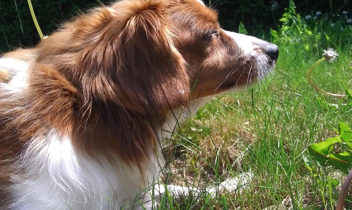Kooikerhondje Vixen Falcke Cavaya Zahwa (Yatzy) billede 4