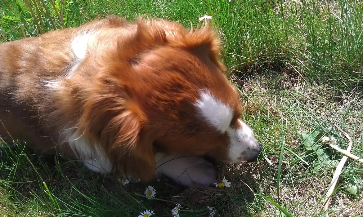 Kooikerhondje Vixen Falcke Cavaya Zahwa (Yatzy) billede 5