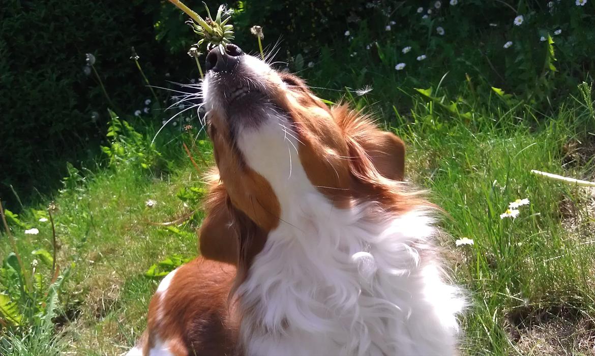 Kooikerhondje Vixen Falcke Cavaya Zahwa (Yatzy) billede 6
