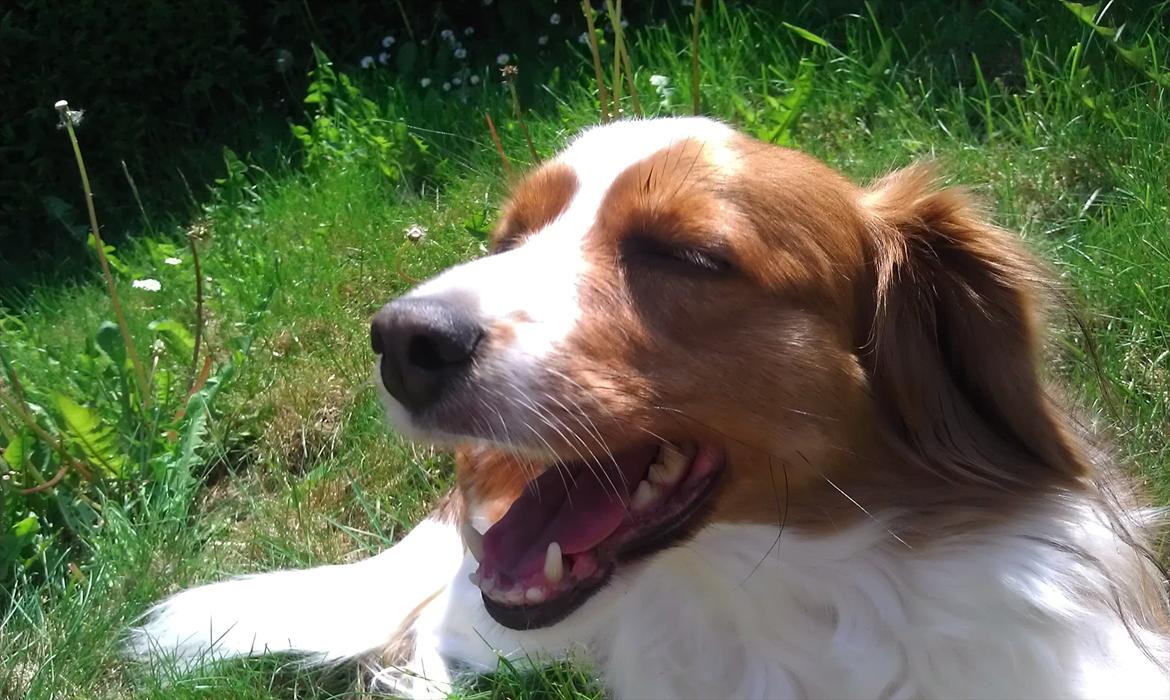 Kooikerhondje Vixen Falcke Cavaya Zahwa (Yatzy) billede 7