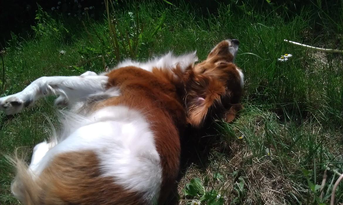 Kooikerhondje Vixen Falcke Cavaya Zahwa (Yatzy) billede 8