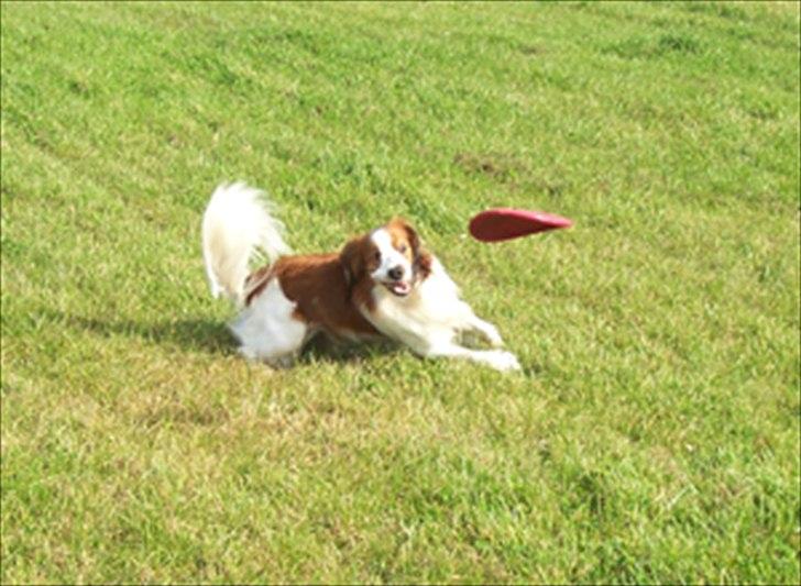 Kooikerhondje Kooijoy Tabasco billede 2