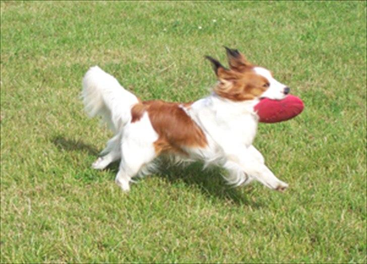 Kooikerhondje Kooijoy Tabasco billede 3